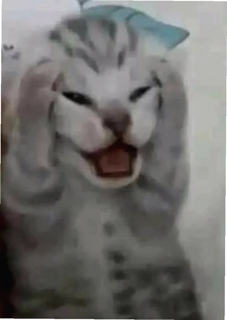 Mèo sợ quá Mèo sợ hãi meme sợ quá sợ quá