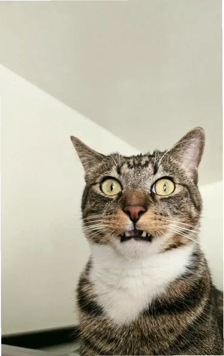 Mèo trợn tròn Mèo sợ hãi meme trợn tròn