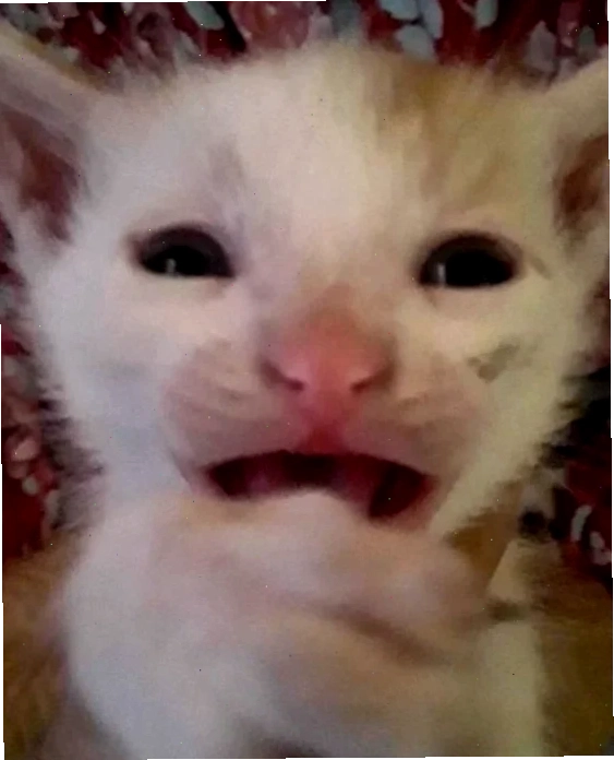 Mèo sợ ma Mèo sợ hãi meme trong bóng tối