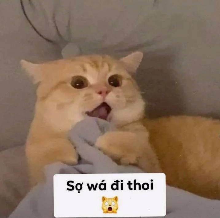 Mèo thất thần Mèo sợ hãi meme với ánh mắt thất thần