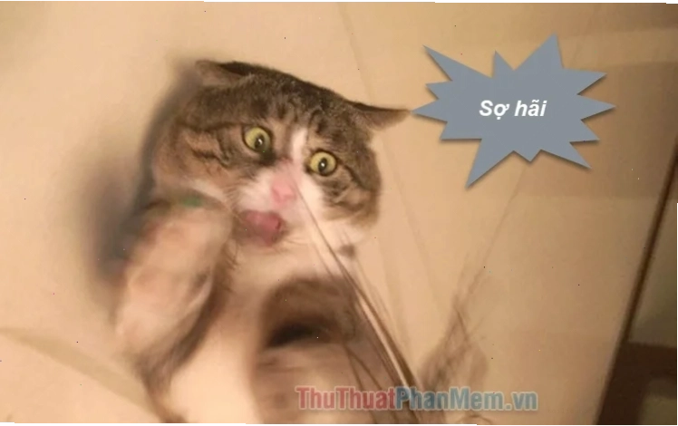 Mèo trợn mắt Mèo sợ hãi meme với đôi mắt mở to