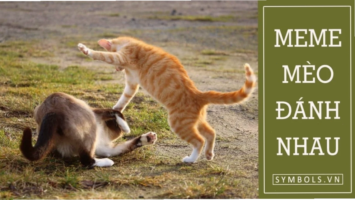 mèo đánh nhau mèo thủ thế