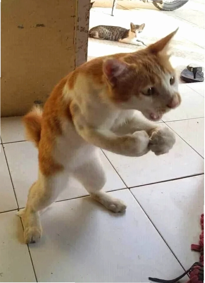 mèo đánh nhau mèo tìm dao