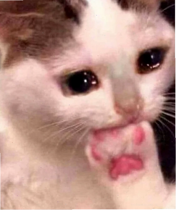 mèo trầm cảm meme chán ăn