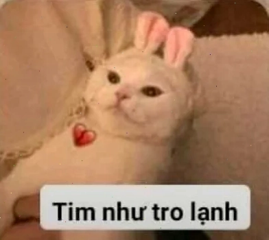 mèo trầm cảm meme kêu meo
