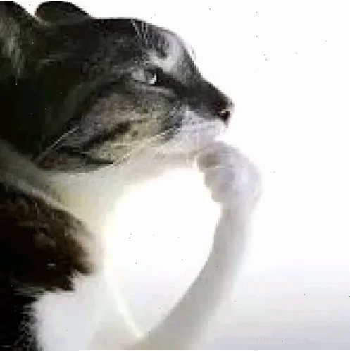 mèo trầm cảm meme lười chơi