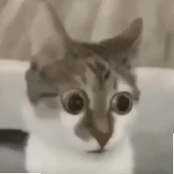 mèo trầm cảm meme ngủ nhiều