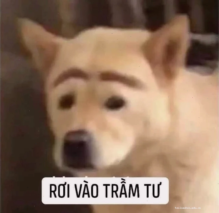 mèo trầm cảm meme nhìn gương