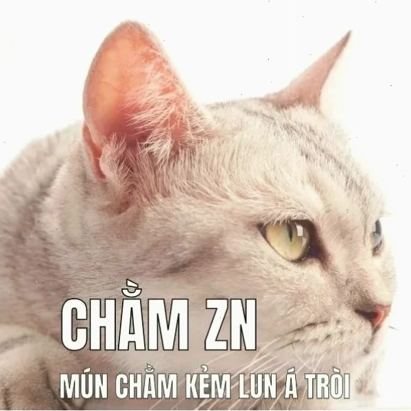 mèo trầm cảm meme nhìn qua kính