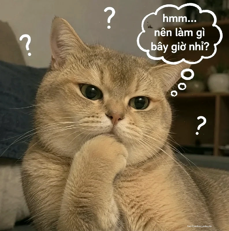 mèo trầm cảm meme nhìn xa xăm