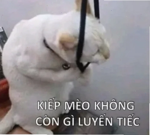 mèo trầm cảm meme sau sinh