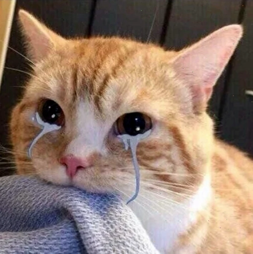 mèo trầm cảm meme trốn góc