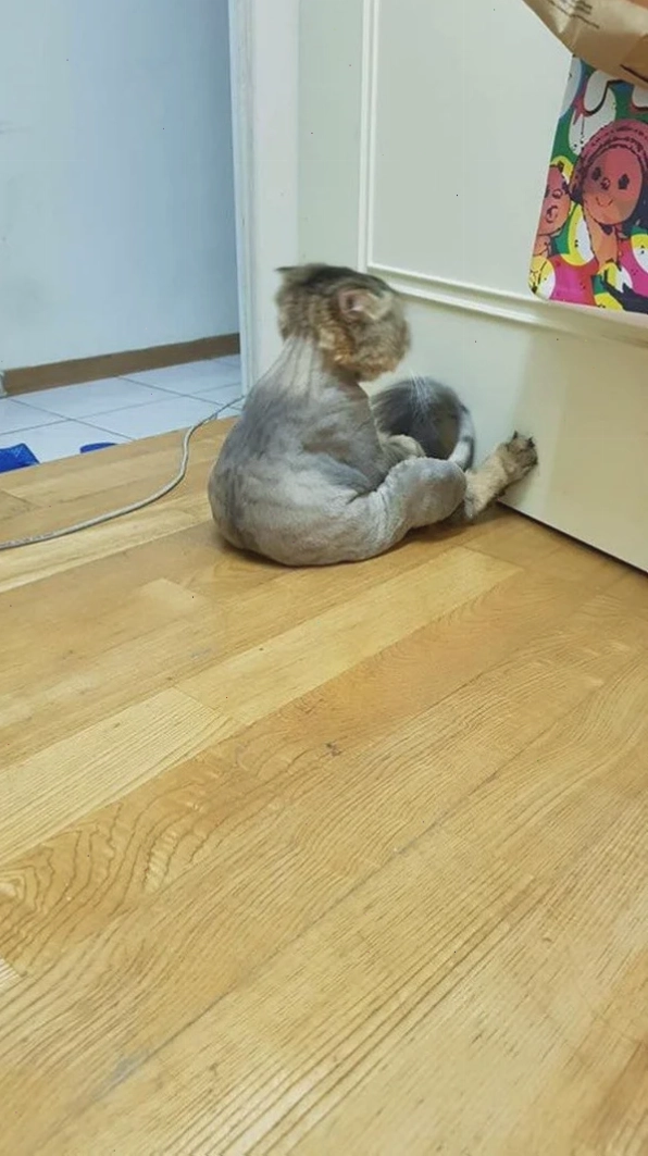 mèo trầm cảm meme ủ rũ