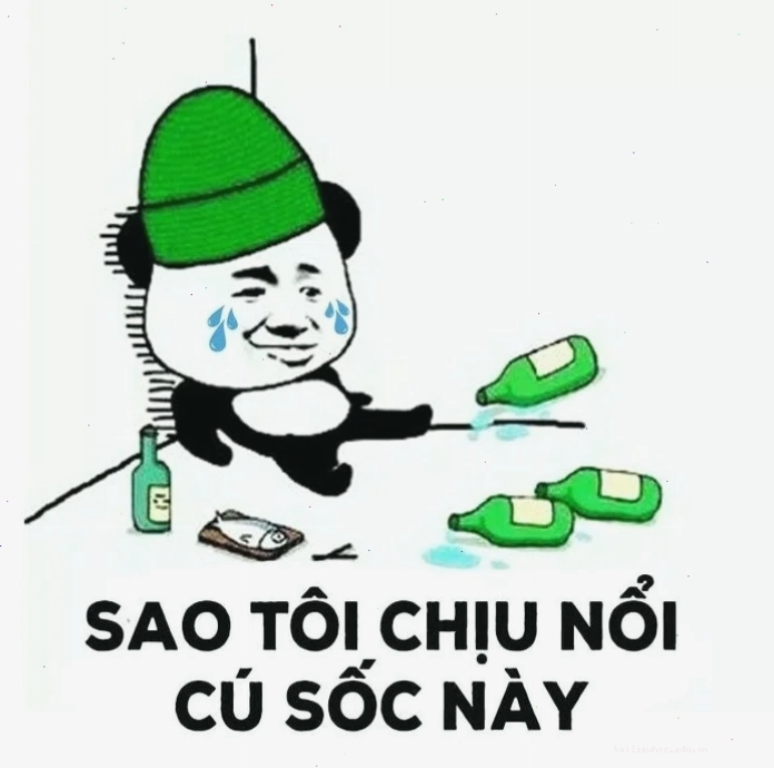 Mèo say mềm Mèo uống rượu say mềm cùng meme uống bia