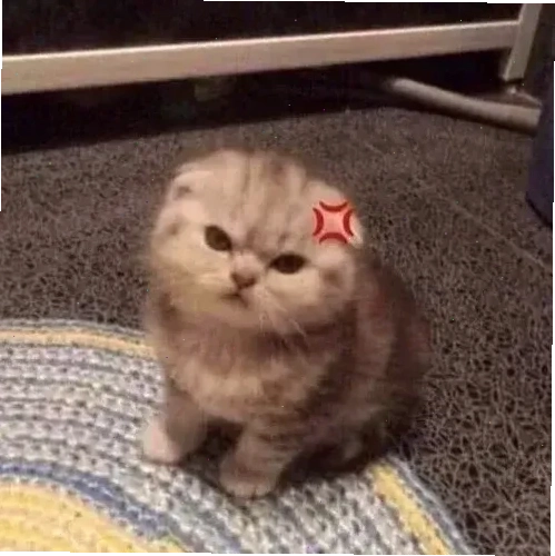 mèo vô tri meme bất lực mèo vô tri meme bất lực