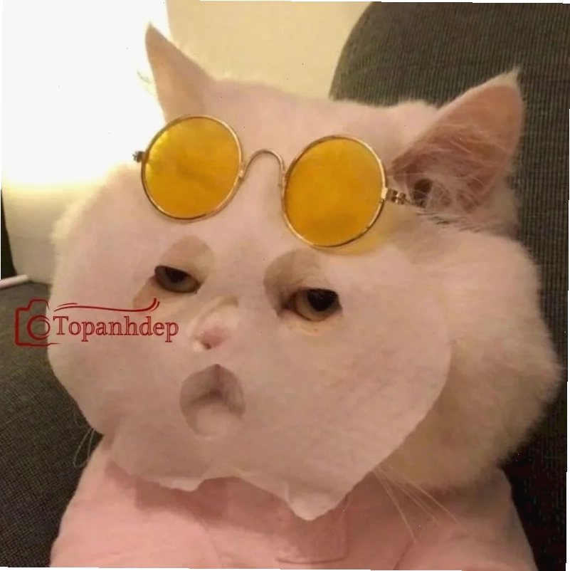 mèo vô tri meme chán mèo vô tri meme chán nản