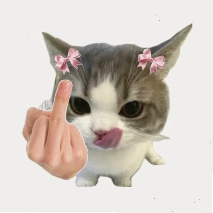 mèo vô tri meme cười mèo vô tri meme cười