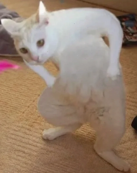 mèo vô tri meme cười mèo vô tri meme cười nhẹ