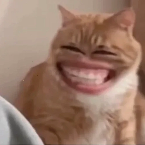mèo vô tri meme sợ mèo vô tri meme hoang mang