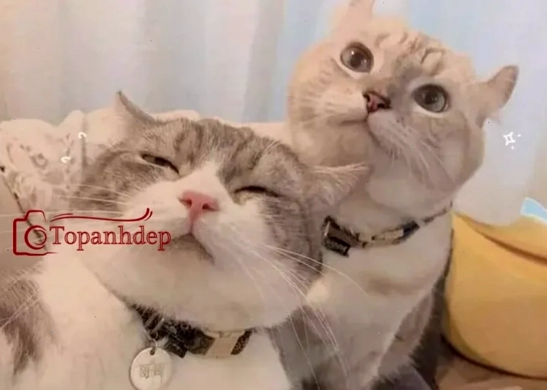 mèo vô tri meme hoảng mèo vô tri meme hoảng sợ