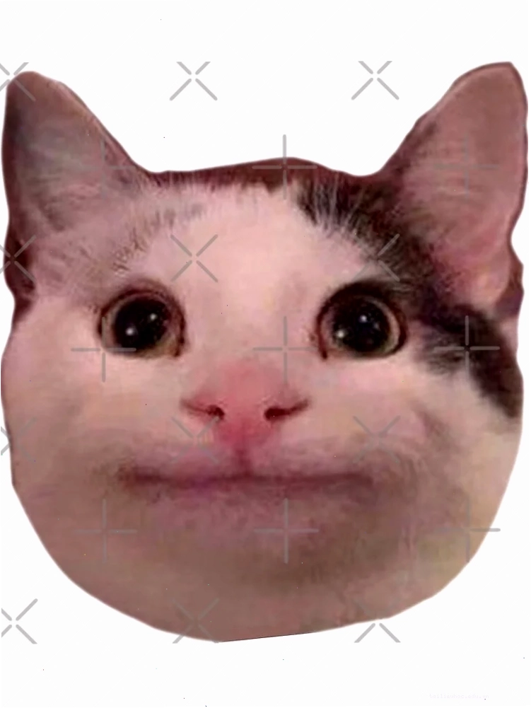 mèo vô tri meme nghiêm mèo vô tri meme nghiêm túc