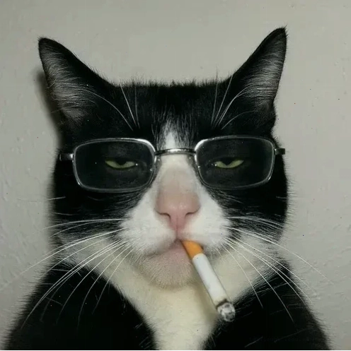 mèo vô tri meme ngồi thẳng mèo vô tri meme ngồi thẳng