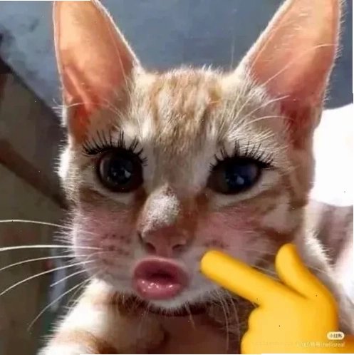 mèo vô tri meme buồn ngủ mèo vô tri meme ngủ gật