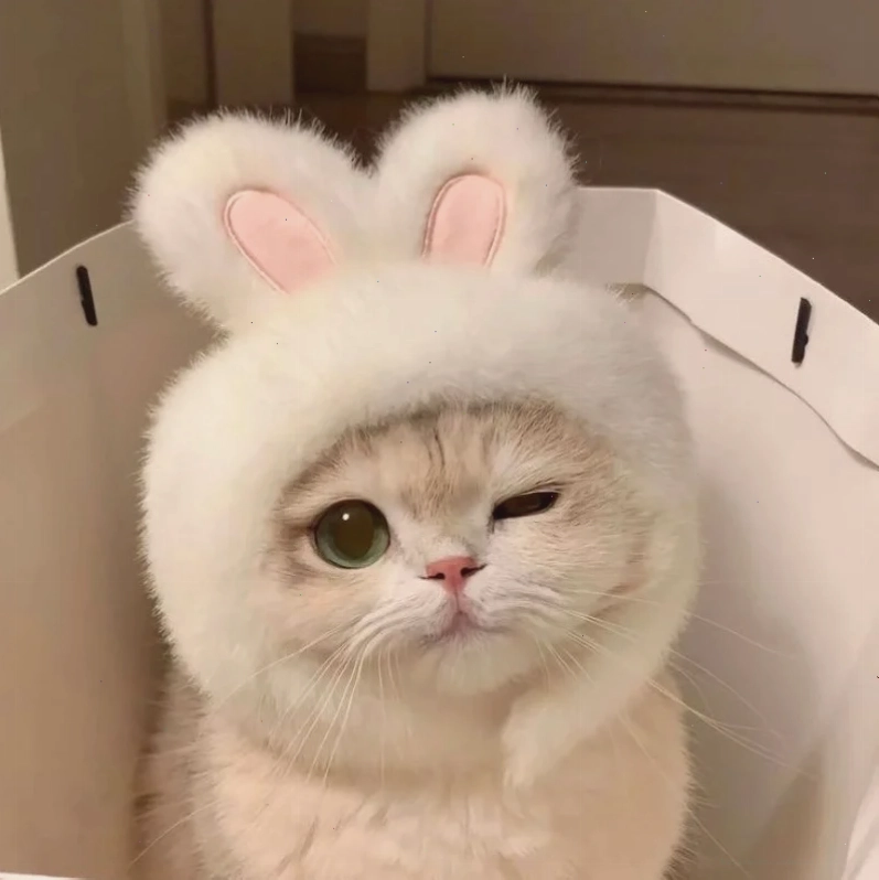 mèo vô tri meme mèo vô tri meme nhìn đời