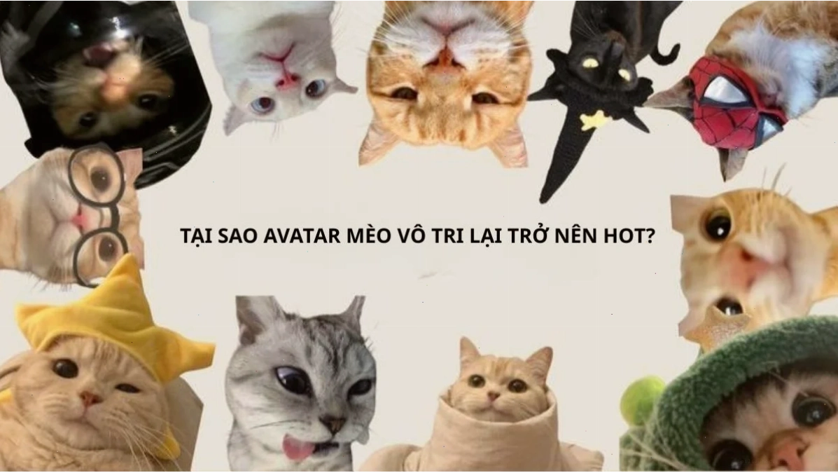 mèo vô tri meme lơ đãng mèo vô tri meme nhìn đời