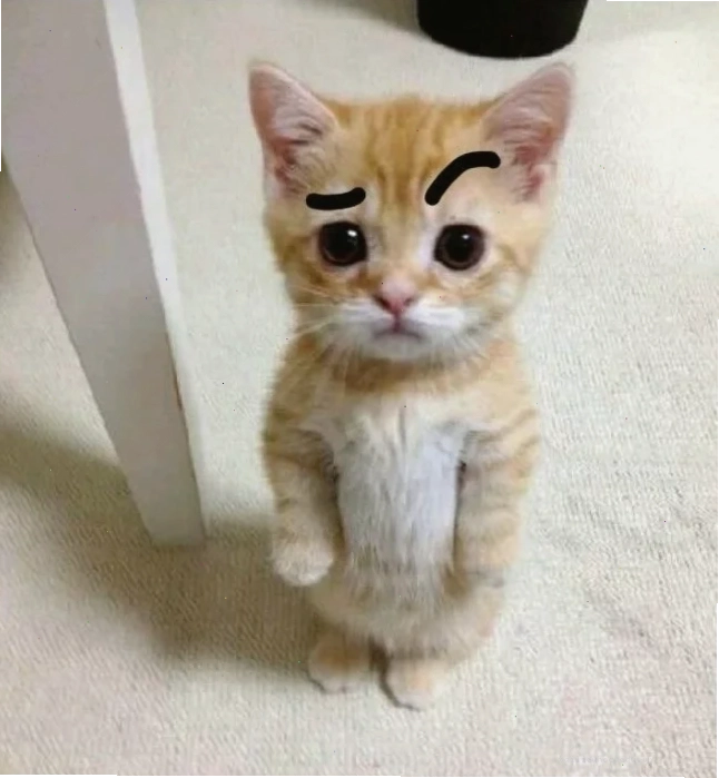 mèo vô tri meme ngây thơ mèo vô tri meme xù lông