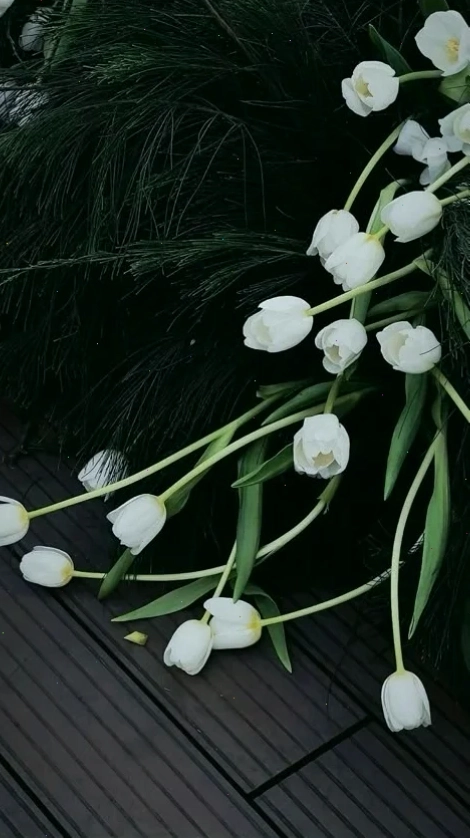 Một bông hoa tulip trắng đơn độc làm hình nền hoa tulip trắng
