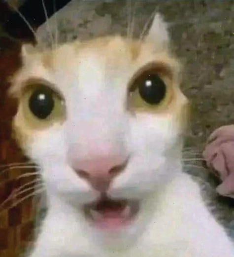Chó sốc meme Một chú chó đang trong trạng thái sốc meme với ánh mắt mở to