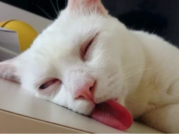 Mèo cuộn tròn đi ngủ Một chú mèo cuộn tròn thành meme mèo đi ngủ cực yêu