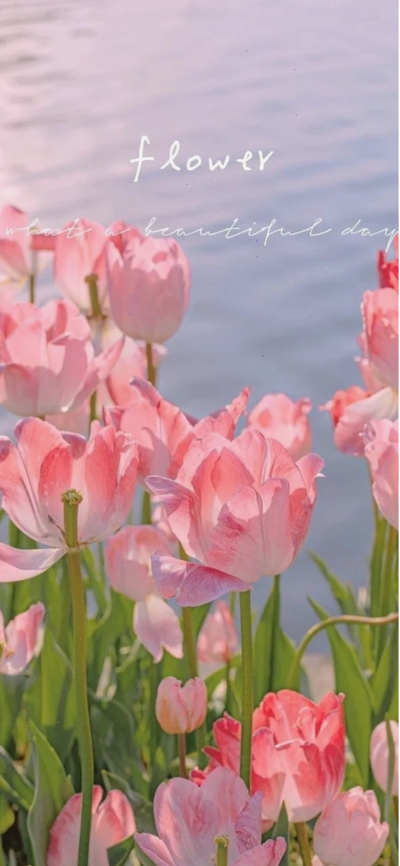 Một tấm hình nền hoa tulip chill rực rỡ với sắc hồng dịu dàng