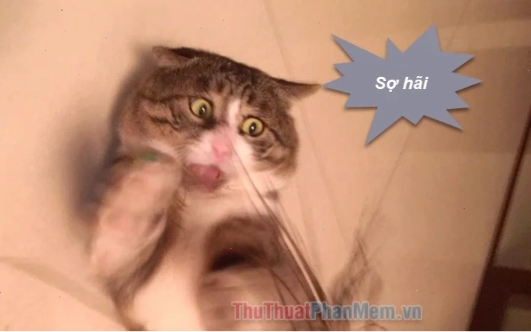 sợ quá meme sợ quá meme Bọt biển