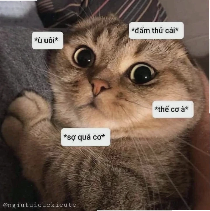 sợ quá meme sợ quá meme chú mèo