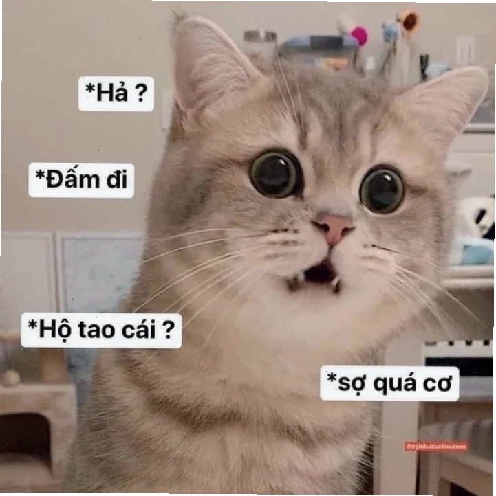 sợ quá meme sợ quá meme hài hước