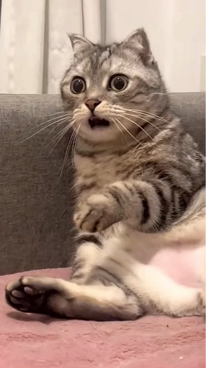 Bé gái Sốc meme khi bé gái bất ngờ