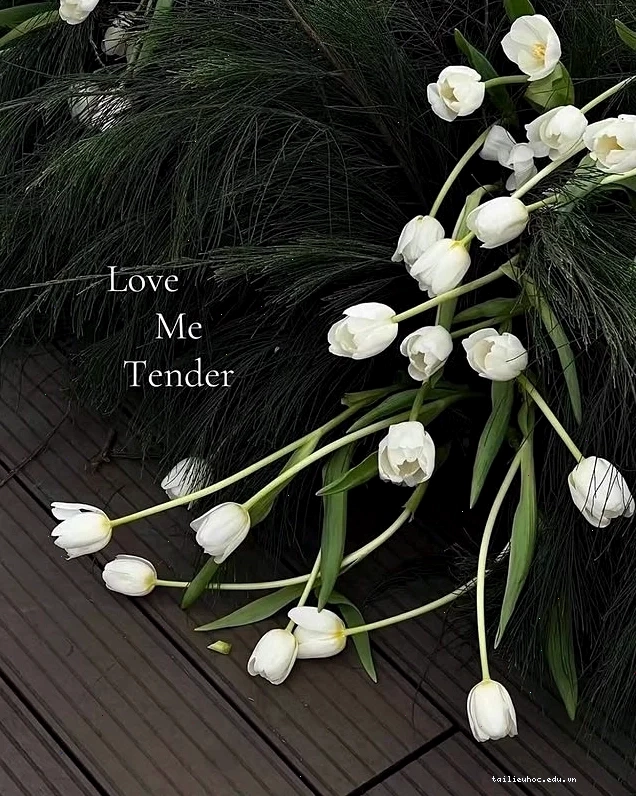 Sự kết hợp hình nền hoa tulip trắng hồng đầy lãng mạn