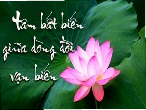 tâm bất biến giữa dòng đời vạn biến meme