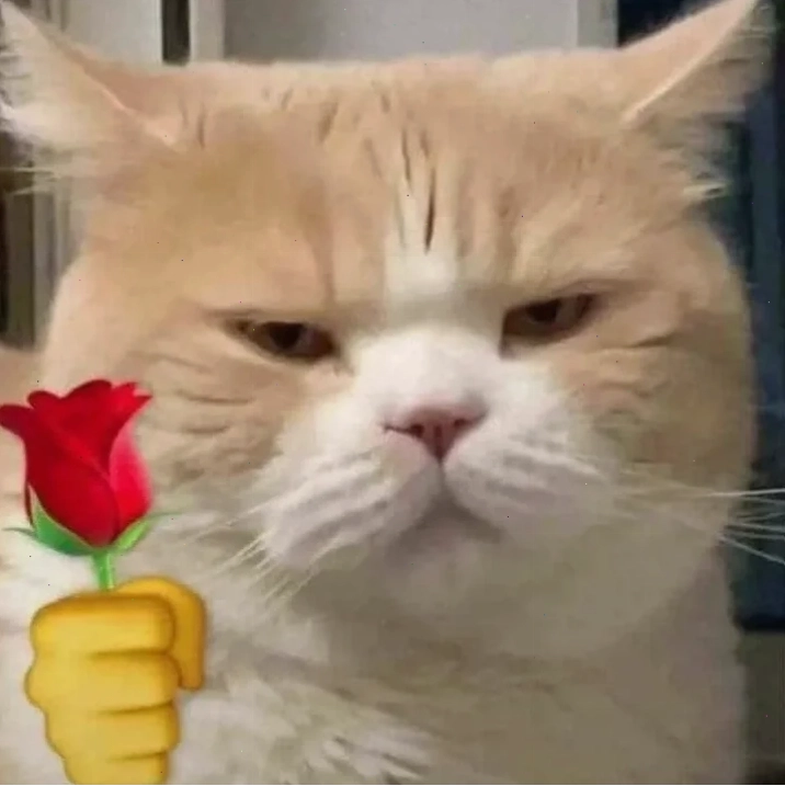 mèo buồn ngủ tặng hoa tặng em bông hoa meme buồn ngủ