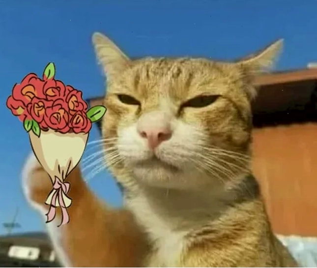 mèo tặng hoa chill tặng em bông hoa meme chill