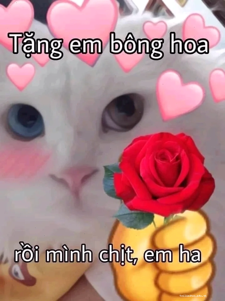 chú mèo tặng hoa tặng em bông hoa meme cute