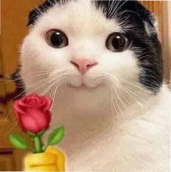 mèo tặng hoa tình yêu tặng em bông hoa meme cute