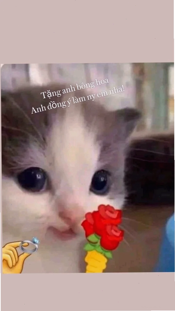 mèo cầm hoa tulip tặng em bông hoa meme đáng yêu