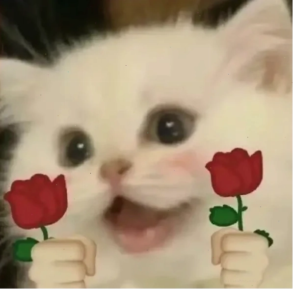 mèo ôm hoa hồng tặng em bông hoa meme dễ thương