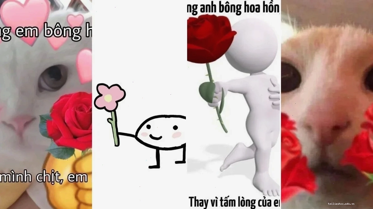 mèo năn nỉ tặng hoa tặng em bông hoa meme đồng ý