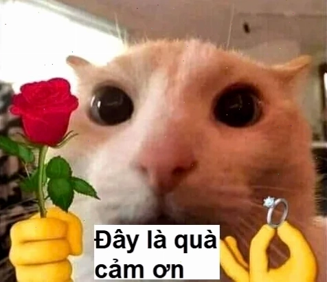 meme mèo tặng hoa hướng dương tặng em bông hoa meme hướng dương