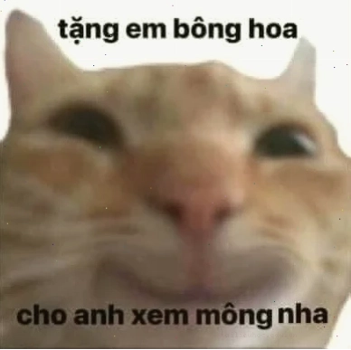mèo tặng hoa ngẩng cao đầu tặng em bông hoa meme lạ mắt