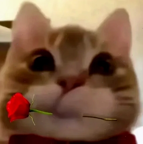 mèo ngáo tặng hoa tặng em bông hoa meme ngáo ngơ